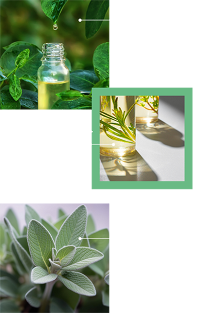banner-pappermint-and-rosemary-oils-sage-oil